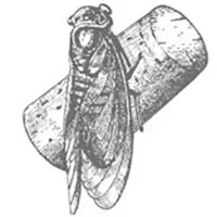 DOMAINE PELAQUIE logo