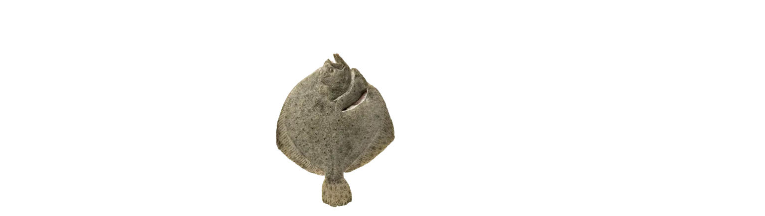 ETABLISSEMENTS SAUTOUR ET COMPAGNIE logo