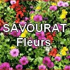 SAVOURAT FLEURS logo