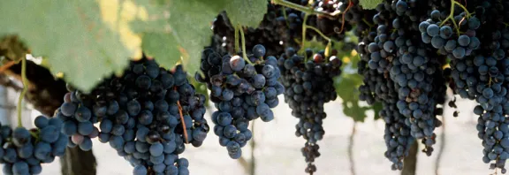 DOMAINE JACKY BULLIAT logo