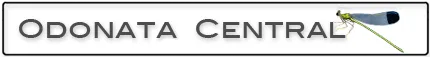 ODONATA logo