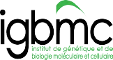 AMEOS logo