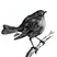 BOULOISEAU DAVID logo