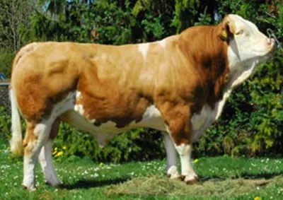 SIMMENTAL FRANCE UNION DE COOPERATIVES AGRICOLES logo
