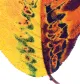 MATTISON BARBARA logo