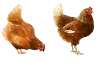 ARCEO logo