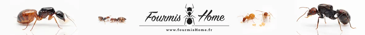 LAQUILLE MEGANE logo