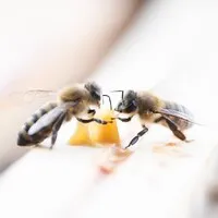 CONFIDENCES D'ABEILLES logo