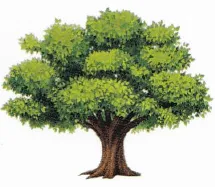 ARBRES AUX NATURELS logo