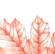HAUTES HERBES PAYSAGISTES CONCEPTEURS logo