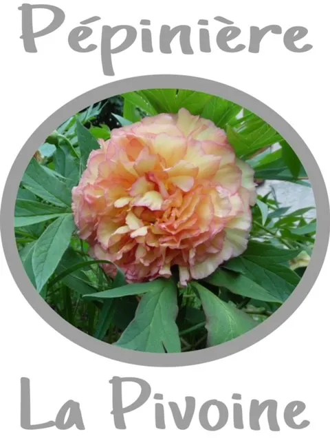 PEPINIERE LA PIVOINE logo