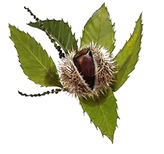 BOS AMALRIC logo